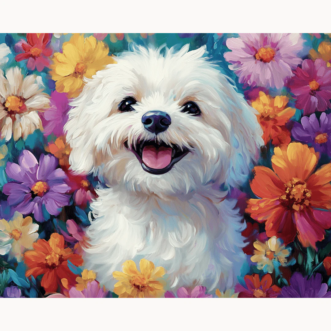 Bichon Frise - Image 2